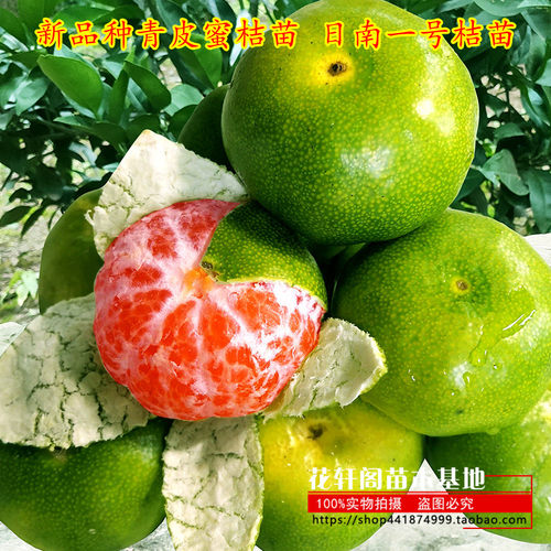 新品种青皮蜜桔苗日南一