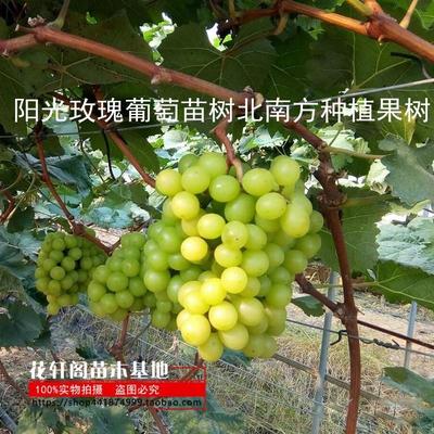 阳光玫瑰葡萄苗树北南方种