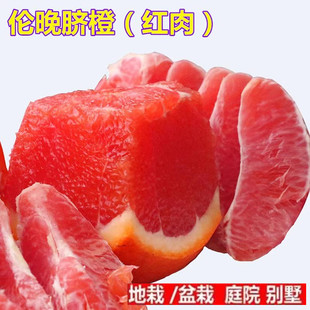 脐橙树苗 嫁接橙子苗 伦晚脐橙盆栽地栽果树 橙子树苗南北方种植