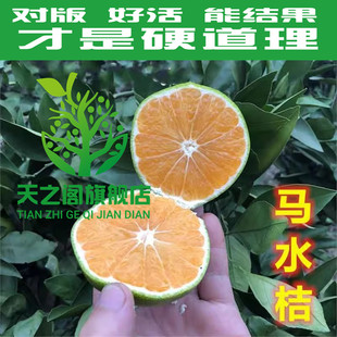橘子树苗 马水桔树苗 阳春甜桔苗 马水桔子苗 南方种植 当年结果