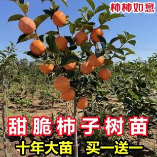 甜脆杮子树苗包活甜脆柿子树苗嫁接盆栽果树苗南北方种植当年结果