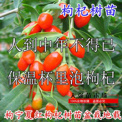 宁夏红枸杞树苗盆栽地野生