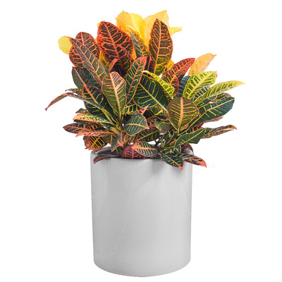 变叶木盆栽 变色木彩叶盆景走廊阳台观赏常用室外造景绿植物花卉