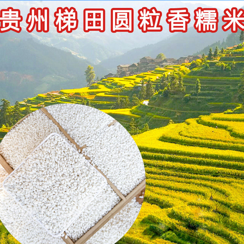 贵州糯米新米包粽子糍粑甜酒用圆香糯白大米5斤高山梯田农家特产
