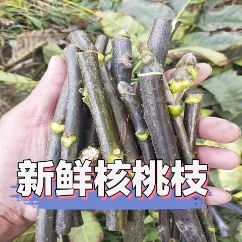 野生新鲜核桃树枝 核桃枝 煮鸡蛋 现采现发核桃木核桃树枝图片