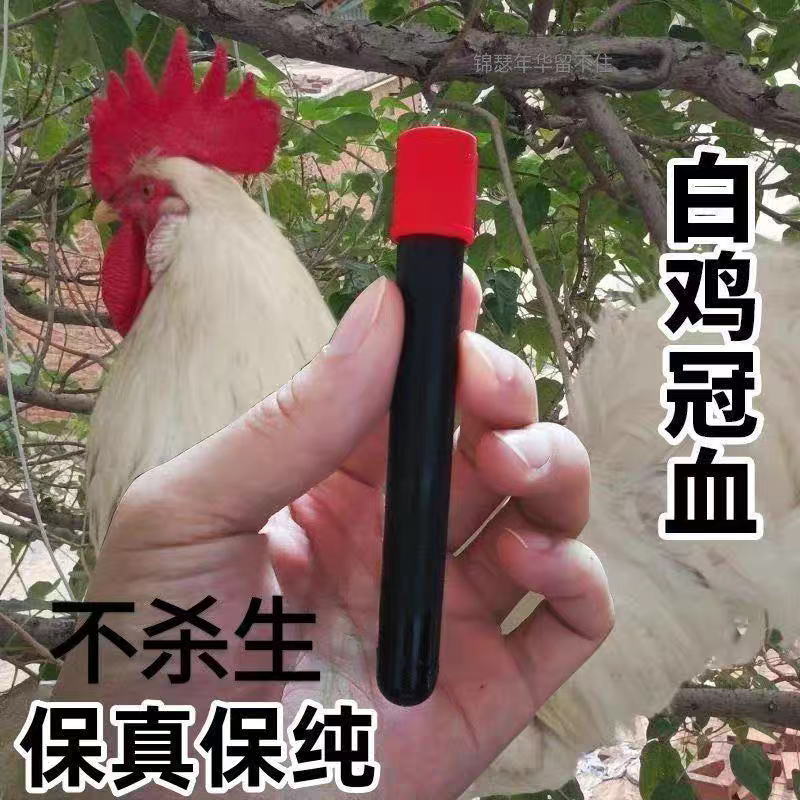 道家黑血纯黑无杂鸡血新鲜鸡冠血可调制朱砂液体红色墨汁