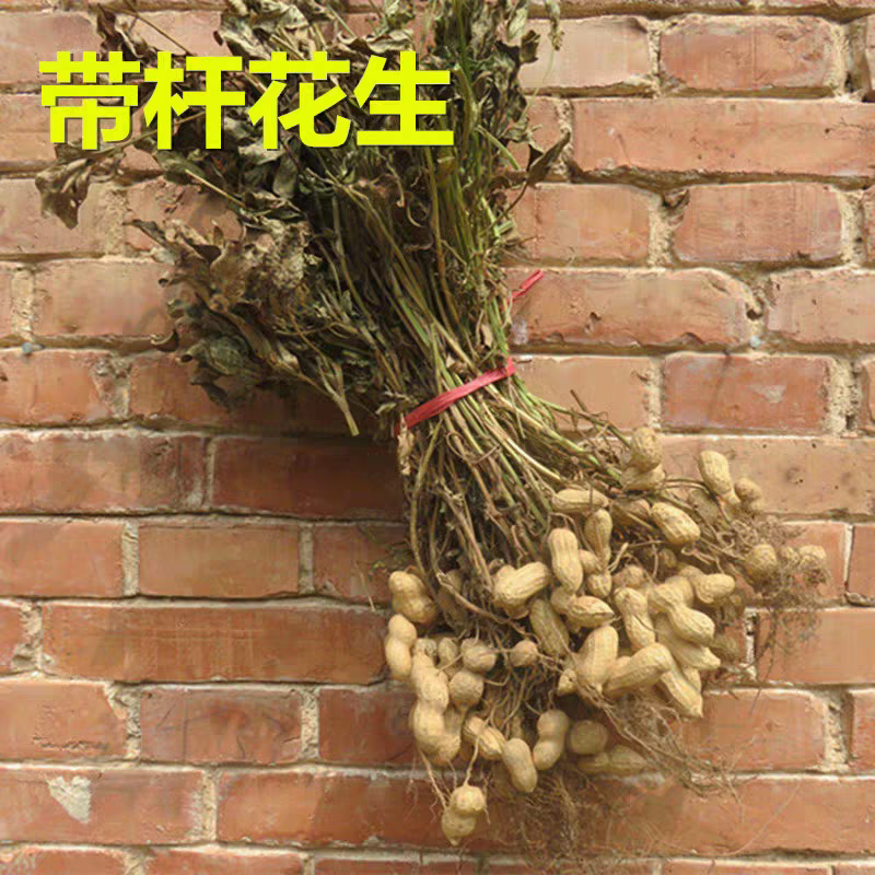 农家自种花生秧2026年花生根叶杆花生棵花生头花生藤新鲜干品图片