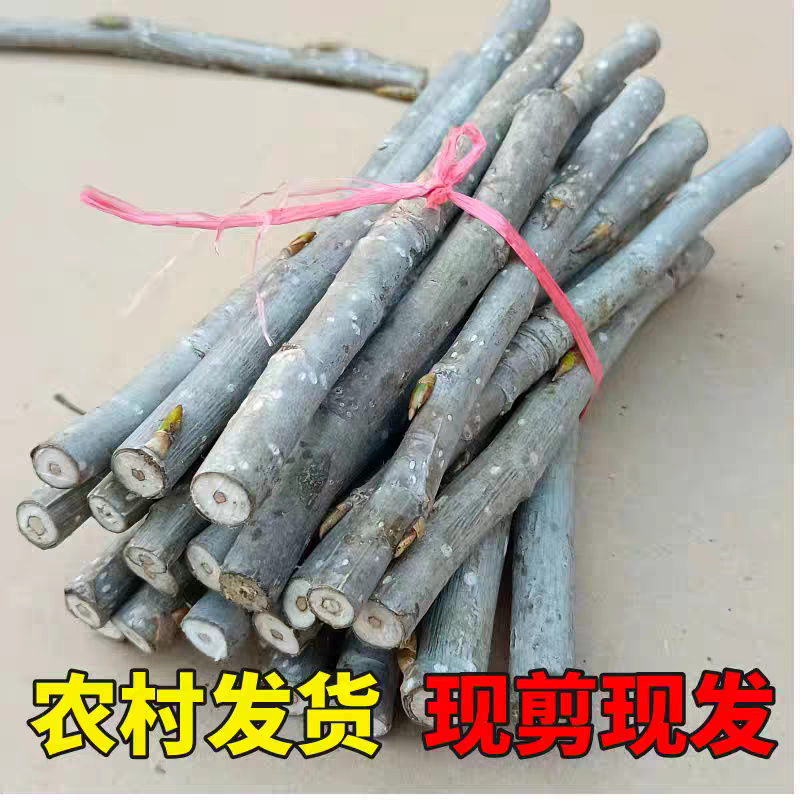 新鲜杨树枝现采现发纯天然野生杨树枝条杨树段新鲜通用营养药材