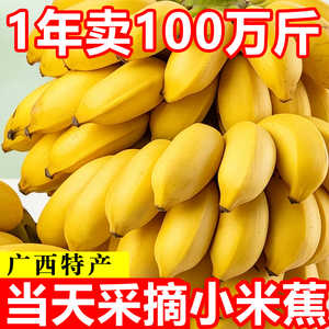 正宗广西小米焦当季新鲜水果小香蕉产地直发小芭蕉酸甜焦小焦应季
