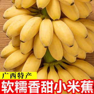 正宗广西小米蕉9斤香蕉新鲜水果整箱小香蕉自然熟苹果粉蕉包邮