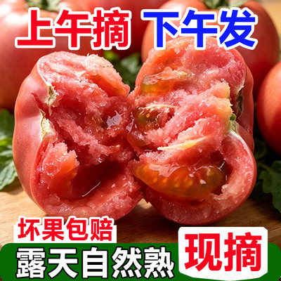 攀枝花农家新鲜水果西红柿当季现摘自然熟非普罗旺斯沙瓤大番茄