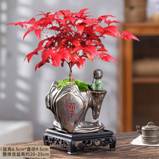 火焰南天竹盆栽红叶小盆景耐寒植物室内桌面好养观叶花卉四季绿植