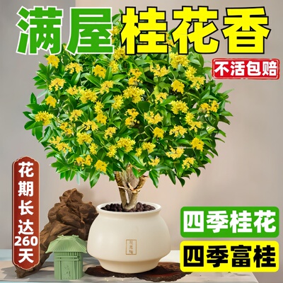 流苏嫁接日香桂佛顶株天香台阁桂花盆栽盆景树苗浓香型四季开花