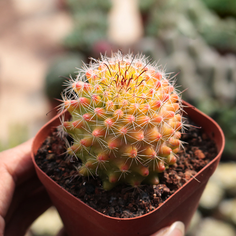 精品稀有红娜丸仙人球红色开花仙多肉植物