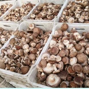 河南新鲜香菇湿食用菌现摘现发菌菇家庭批发价整箱菌类蔬菜冬菇