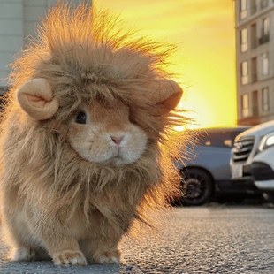 宠物头套小狮子帽子兔子套头玩偶猫咪狗狗小型拍照道具头饰变装帽