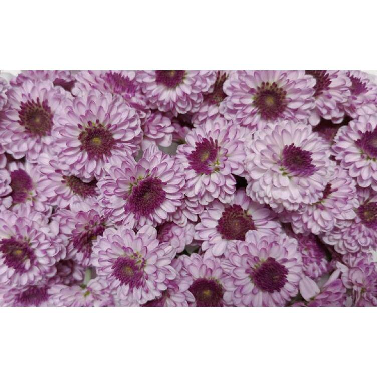 新鲜粉彩菊花迷你小黄菊纽扣小雏菊西餐酒店餐饮蛋糕装饰鲜花点缀