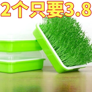 蒜苗种植盆蒜黄专用育苗托盘芽苗菜豌豆苗发豆芽种蒜神器水培器皿