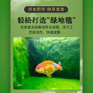 长绒藻绿苔水藻短绒藻孢子绿藻藻种鱼缸爆藻水草植物造景藻石暴藻