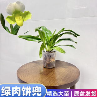 绿肉饼兜兰稀有兜兰办公室桌面盆栽盆景美观好养花期长苗多好养活