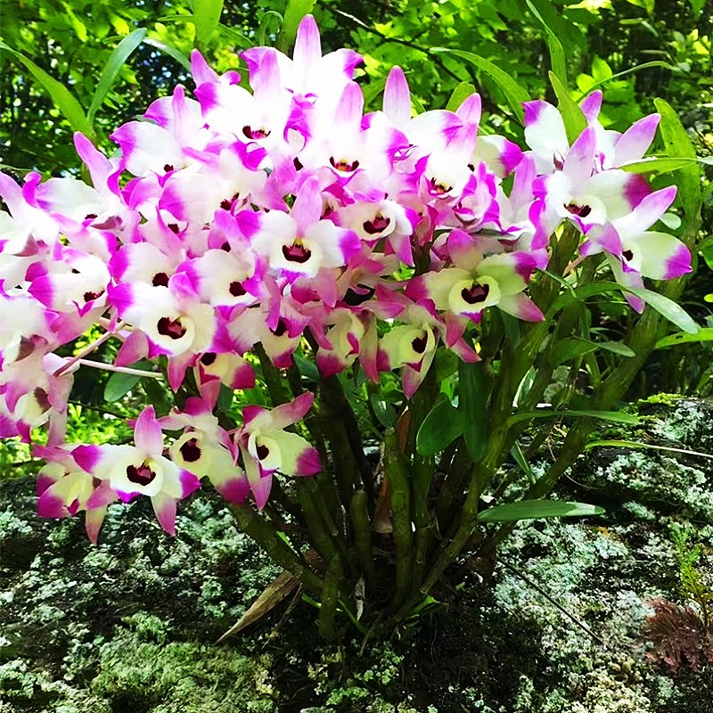 赤水金钗石斛盆景霍山铁皮新鲜
