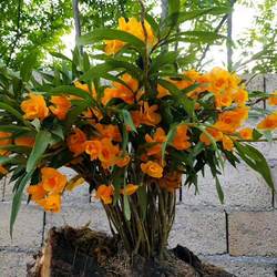 四川夹江叠鞘石斛黄橙石斛大小丛苗赤水金钗石斛霍山铁皮盆栽洋兰