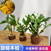 鼓槌石斛木桩栽好发货盆栽盆景办公室桌面摆件观赏食用开花带香味
