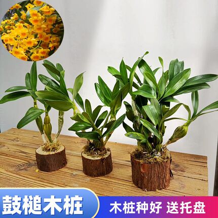 鼓槌石斛木桩栽好发货盆栽盆景办公室桌面摆件观赏食用开花带香味