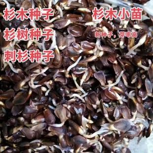 新采速生杉木种子沙树杉树柳杉落羽杉造林杉树籽杉木苗子杉树种子