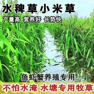 优质小米草种子水草种耐水淹鱼虾蟹专用草种籽雀叶稗湖南稗子包邮