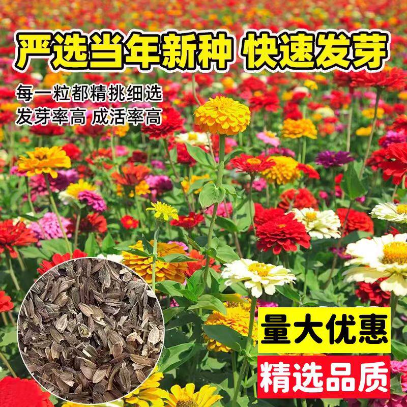 百日草花籽菊花种籽子四季栽培
