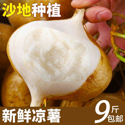 云南白心沙葛9斤即食大果