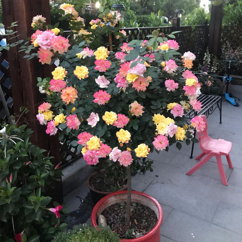 独杆树桩月季盆栽花卉藤彩虹四季庭院植物月季花苗棒棒糖变色小花