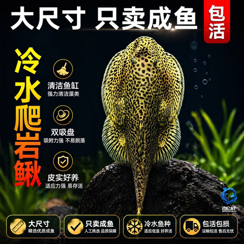 贵州爬岩鳅琵琶鱼双吸盘冷水清道夫不加温除藻鱼缸清洁工原生鱼