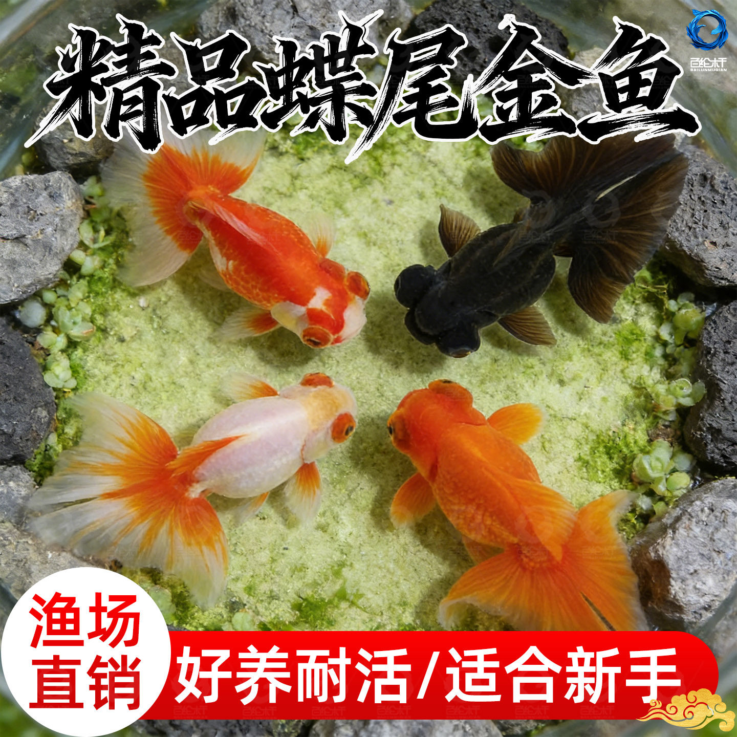 蝶尾金鱼活鱼观赏鱼小型淡水好养冷水鱼锦鲤泰狮子头兰寿草金鱼苗,宠物/宠物食品及用品,其它水族宠物,淘宝优惠券,粉丝福利购,淘宝优惠卷