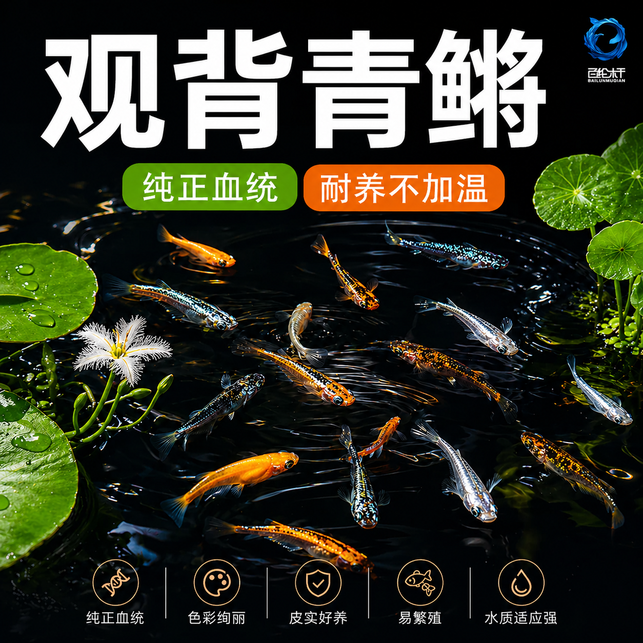 观背青鳉冷水观赏鱼小型自来水不打氧新手好养耐活小鱼苗蝶翼斑马