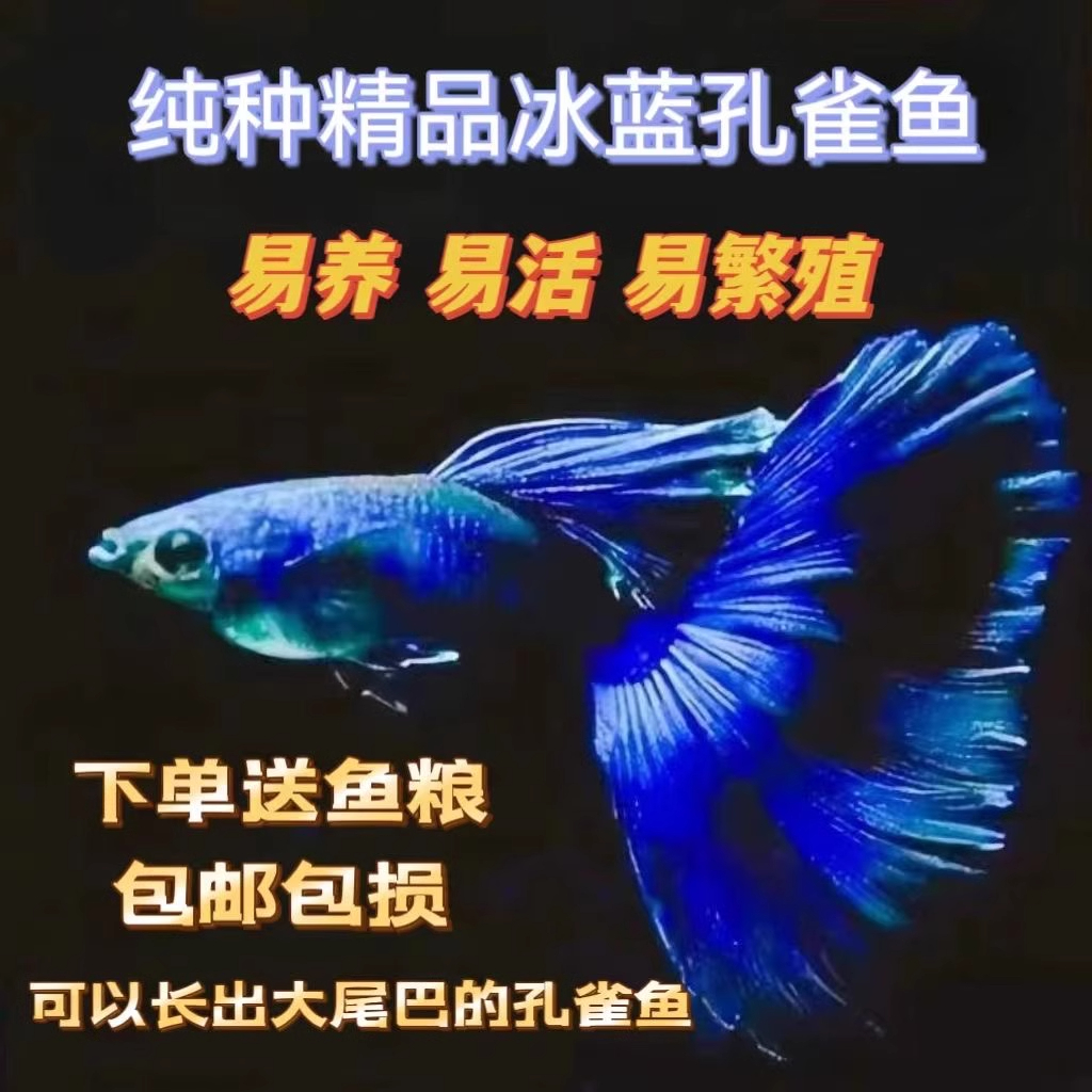 冰蓝孔雀鱼小型鱼宠物淡水公母凤尾鱼纯种观赏鱼活体斑马繁殖热带