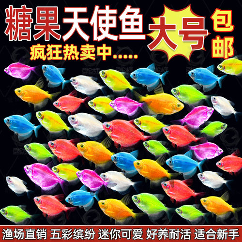 天使鱼大号鱼苗观赏鱼热带鱼斑马孔雀淡水小型好养耐活群游宠物鱼