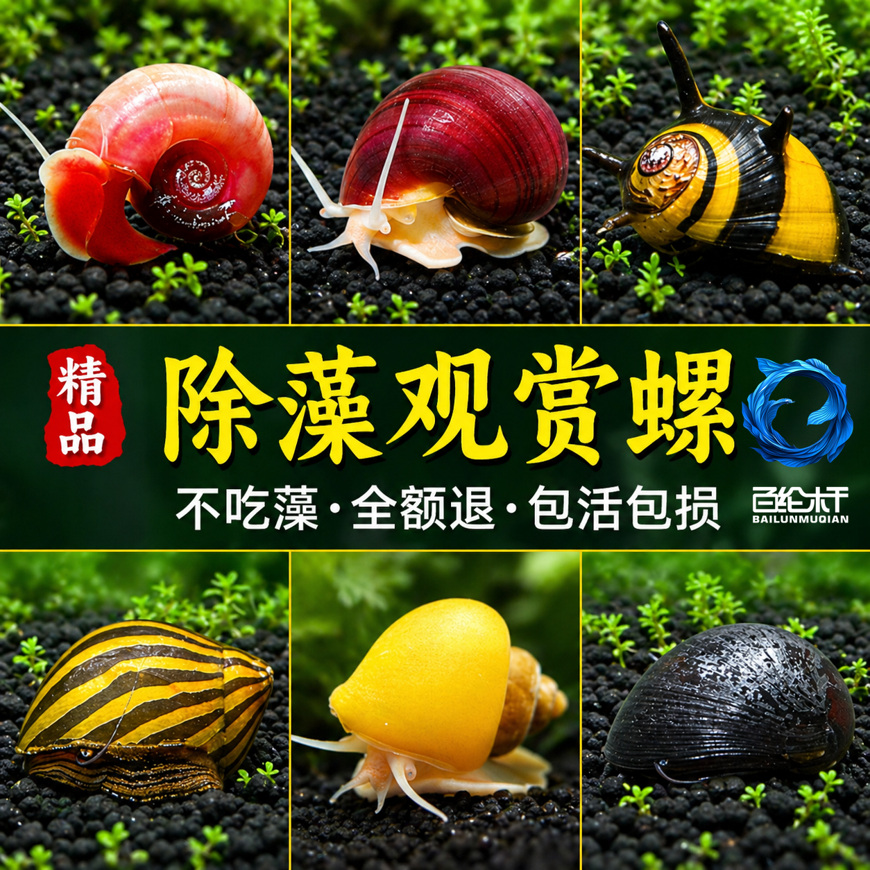 观赏螺黄金苹果黑金刚螺斑马除藻吃屎清洁吃藻马来螺淡水鱼缸造景