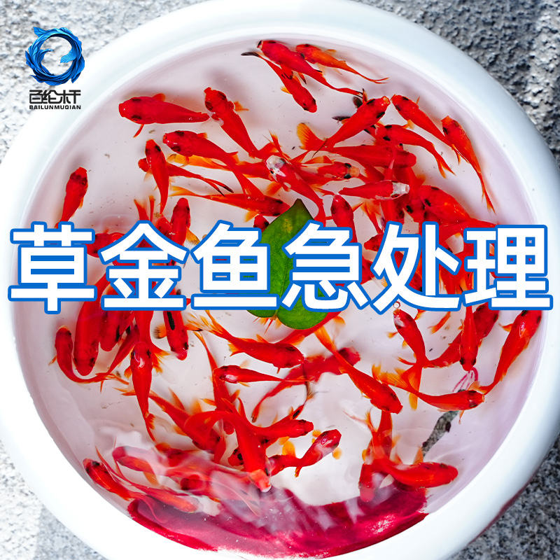 观赏鱼小金鱼草金鱼爆缸小鱼冷水鱼淡水鱼苗小型锦鲤淡水金鱼活鱼
