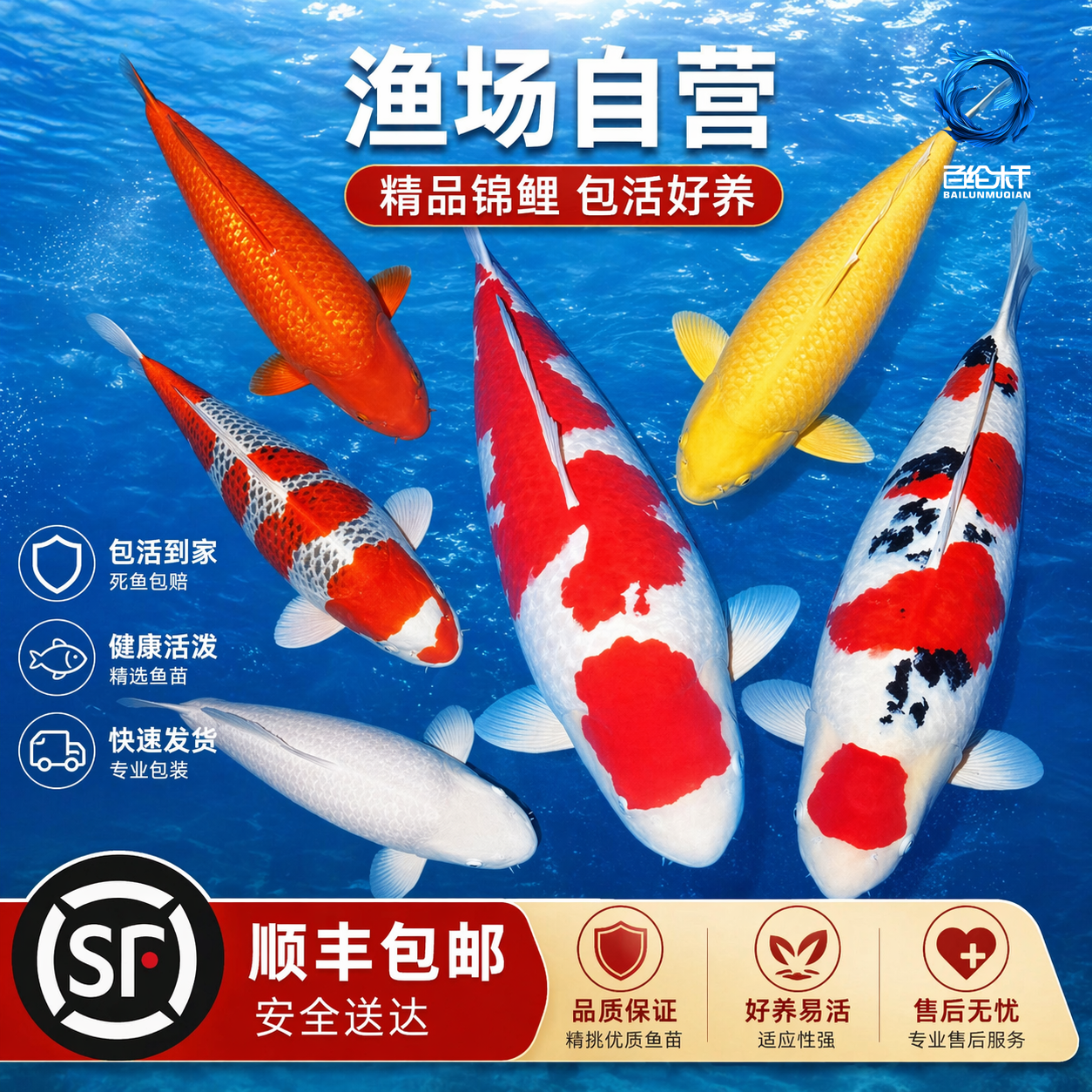 顺丰锦鲤鱼活鱼观赏鱼纯种鱼大型红白冷水淡水好养耐活金鱼小鱼苗