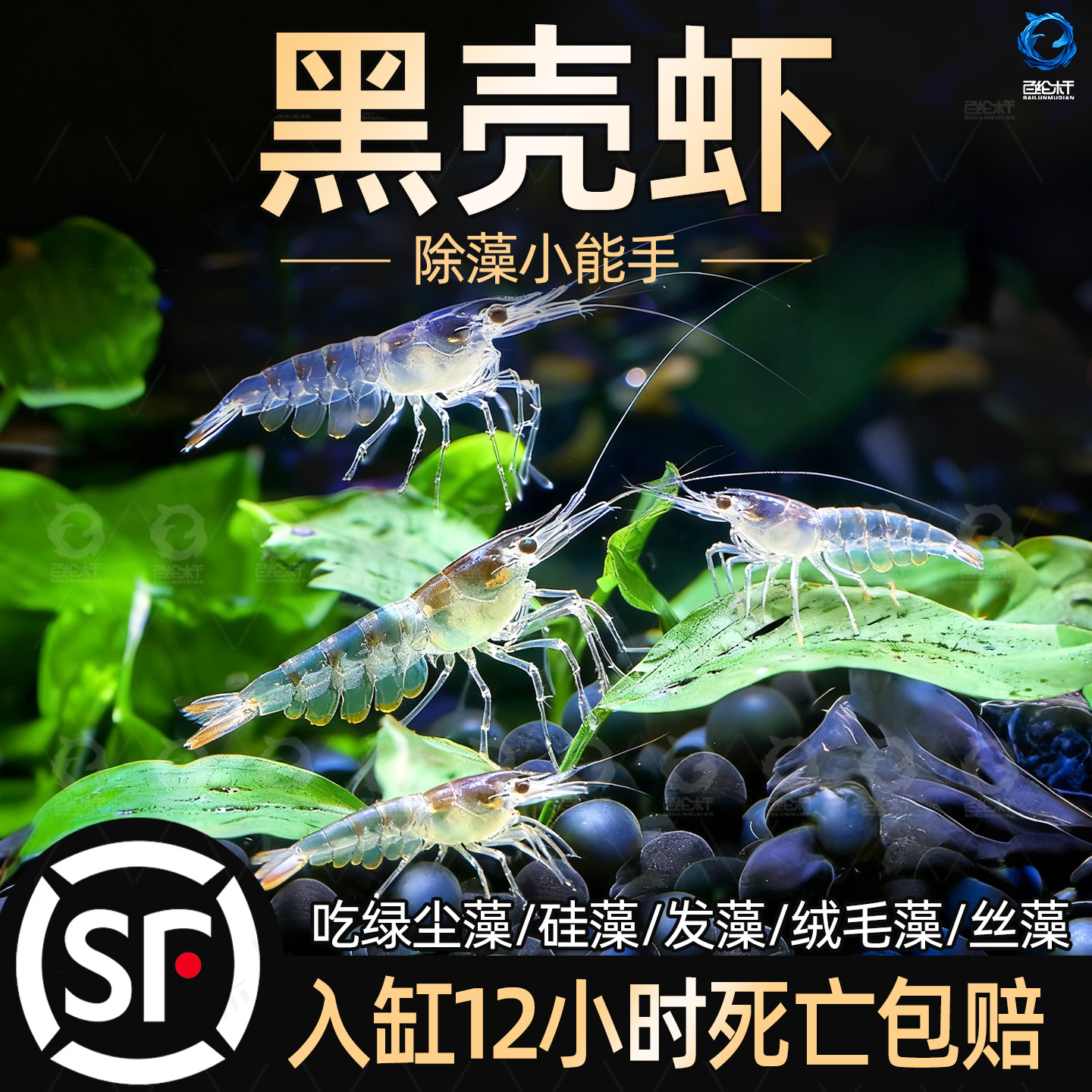 黑壳虾除藻草清洁除藻工具超大观赏米虾宠物鲜活饲料淡水族造景