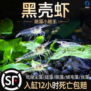 黑壳虾除藻草清洁除藻工具超大观赏米虾宠物鲜活饲料淡水族造景