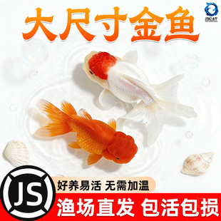 鹤顶红红狮大型金鱼活鱼观赏鱼淡水冷水自来水可养鸿运当头耐活鱼