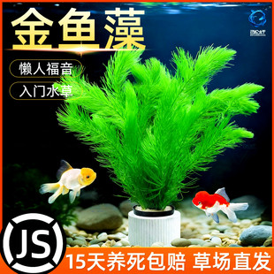 金鱼草金鱼藻蜈蚣草水草植物绿菊鱼缸造景水培草养鱼草缸绿植净水
