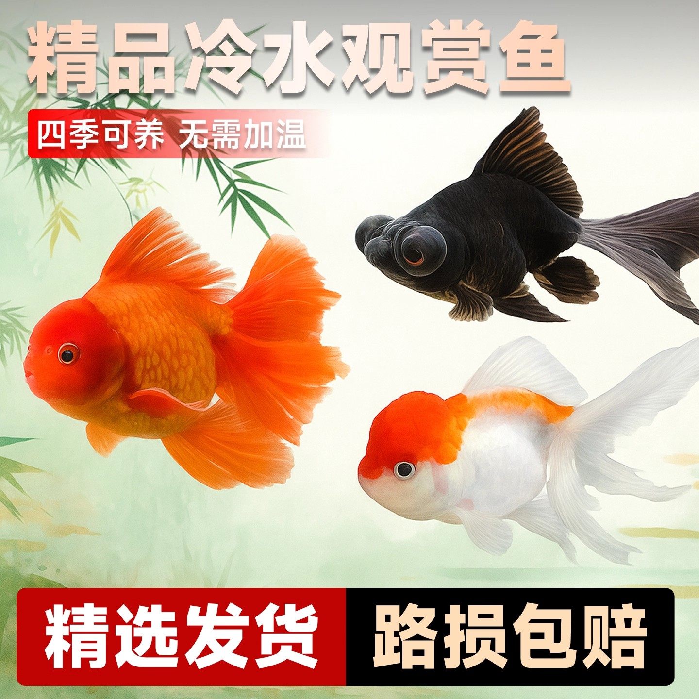 金鱼活鱼冬季冷水观赏鱼鸿运当头红国狮小鱼好养耐活小型淡水鱼苗,宠物/宠物食品及用品,鱼,淘宝优惠券,粉丝福利购,淘宝优惠卷