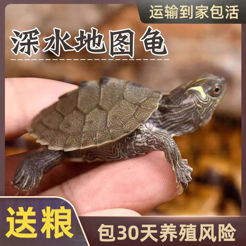 地图龟乌龟活体鱼缸混养深水观赏龟家养小乌龟小宠物黄耳龟冷水鱼