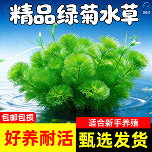 鱼缸水草活体绿菊新手好耐养绿色增氧净化水质阴性九冠水芹蜈蚣草