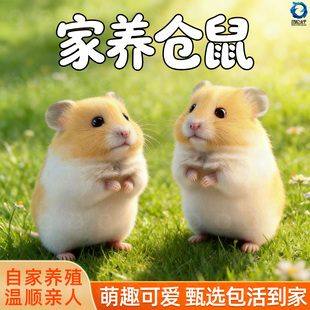 宠物小仓鼠活物家养金丝熊活体三线银狐布丁公婆奶茶可选公母