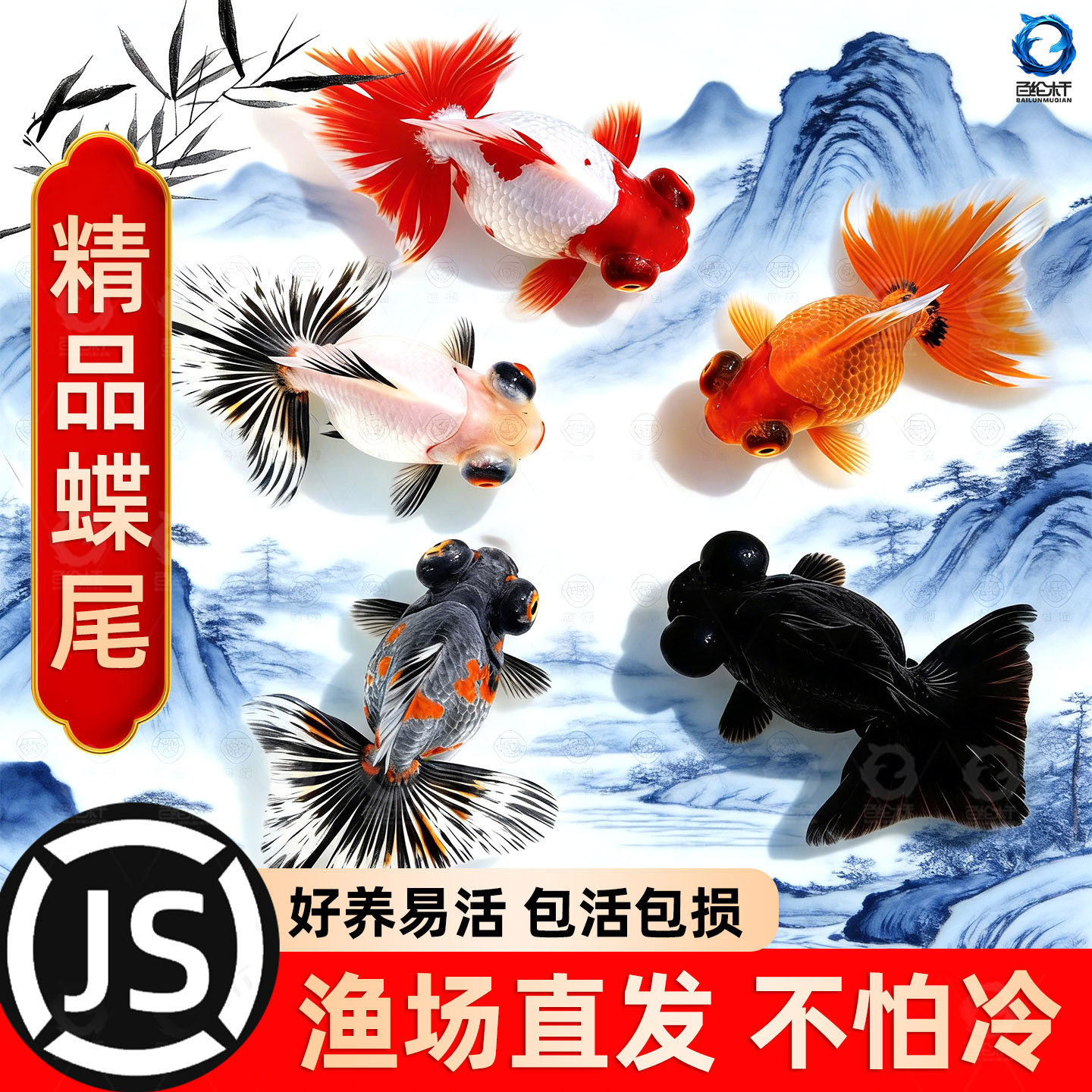 蝶尾金鱼活鱼观赏鱼小型淡水好养冷水鱼锦鲤泰狮子头兰寿草金鱼苗